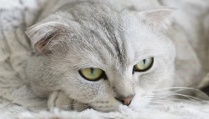 新昌最新公积金卡提取现金方法app方法分析(最方便真实的新昌公积金卡怎样从手机里取出来?方法)