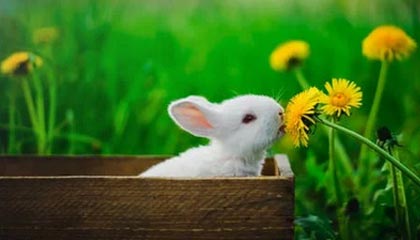 新昌最新公积金卡提取现金方法app方法分析(最方便真实的新昌公积金卡怎样从手机里取出来?方法)